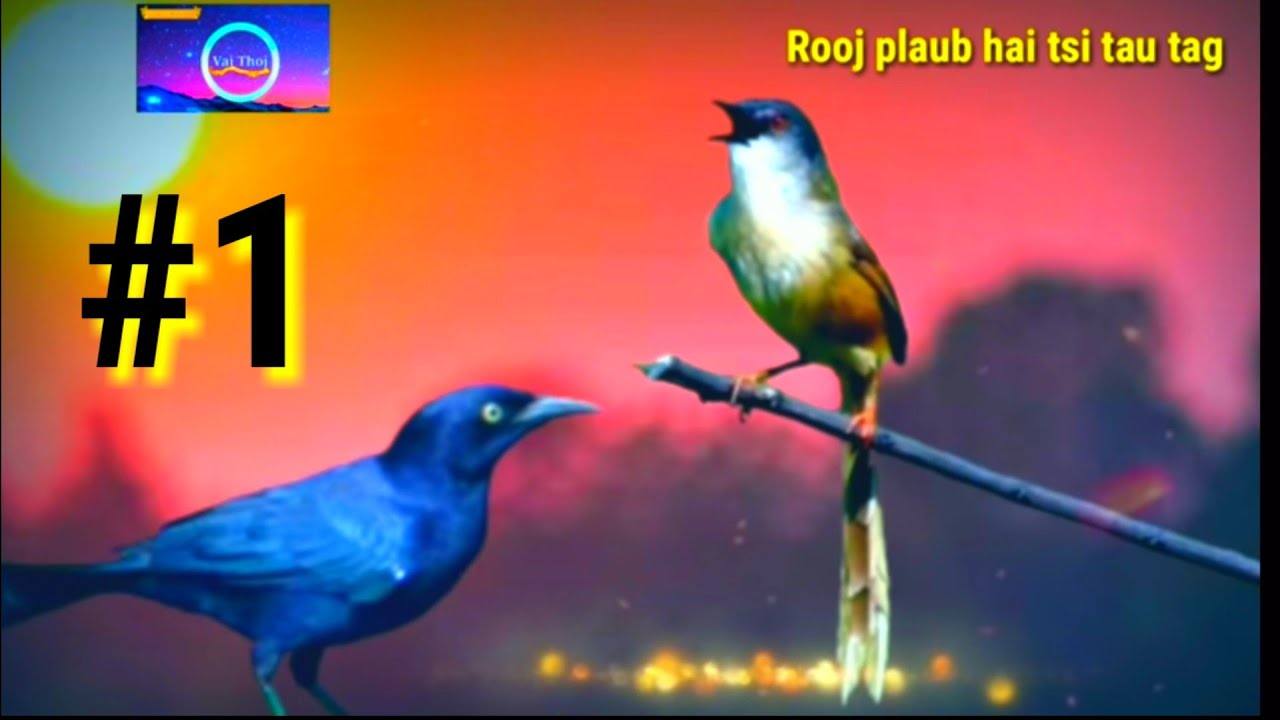 Rooj plaub hai tsi tau tag (Kwv tij tsi sib hlub) ntu #1