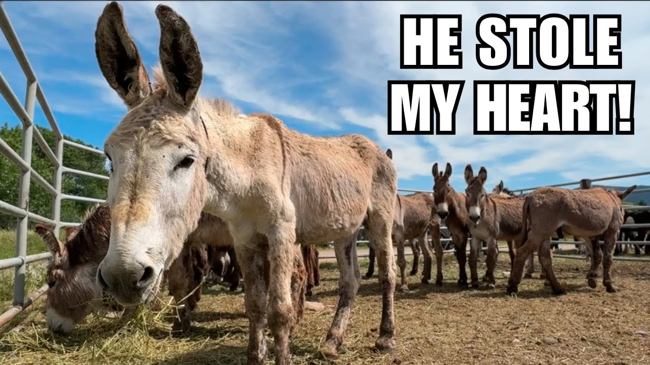 BLM Adoption event ~ SO many gorgeous HORSES and Burros!