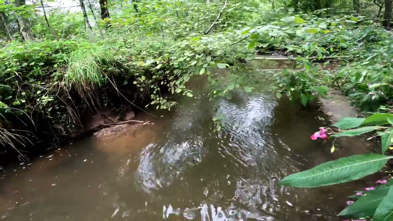 Fluss Erkundung Teil 13, die Murr.