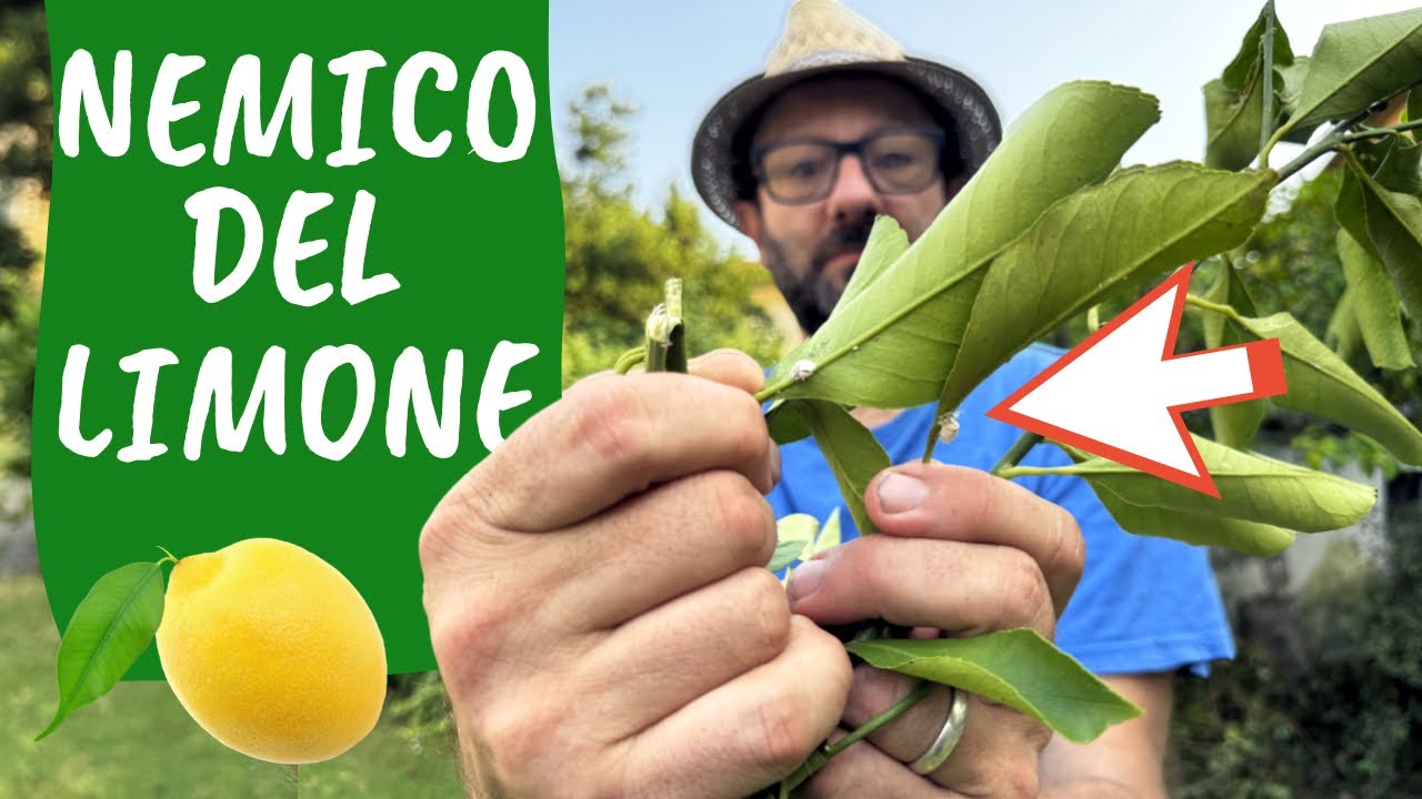 COCCINIGLIA sul LIMONE: ecco cosa bisogna fare
