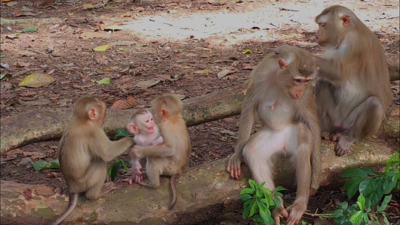 Little Jovi and Lily really love baby Jaycee.  #monkey #babymonkey #monkeys