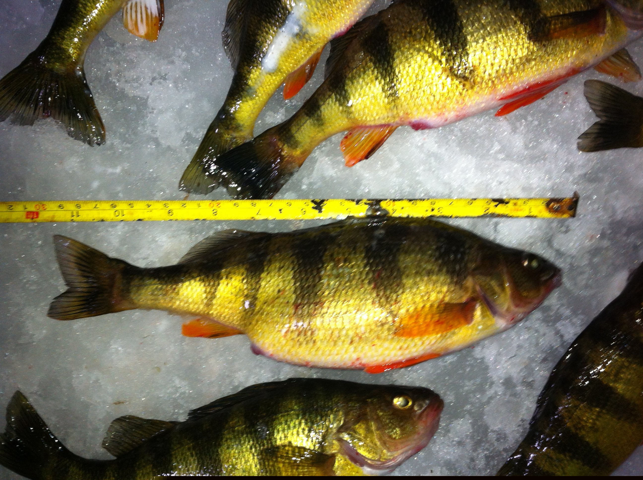 Ice Fishing with a Vexilar FLX 28