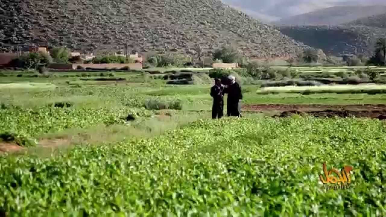 جماعة تركَى وساي