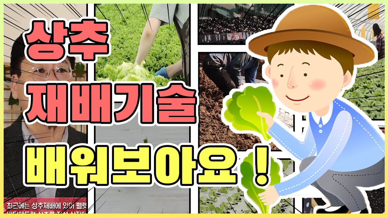 상추 재배기술