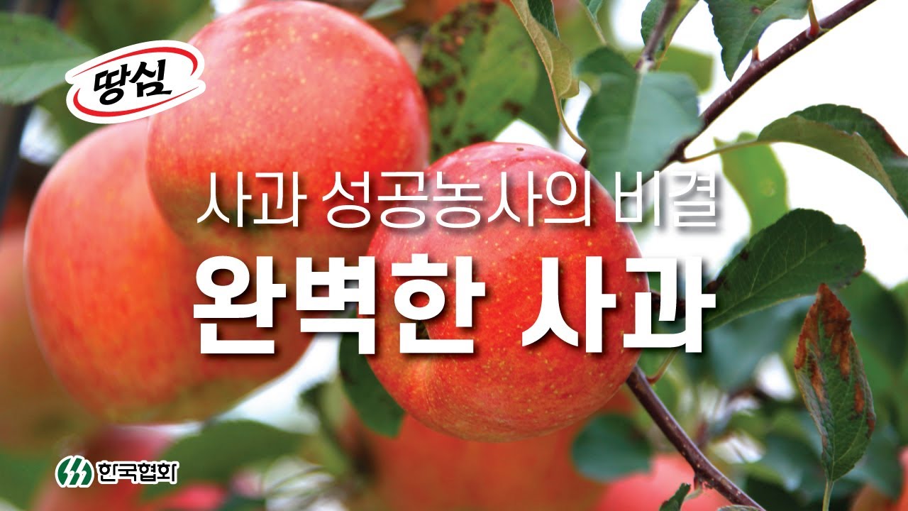 사과 성공농사의 비결도  임팩트과립!