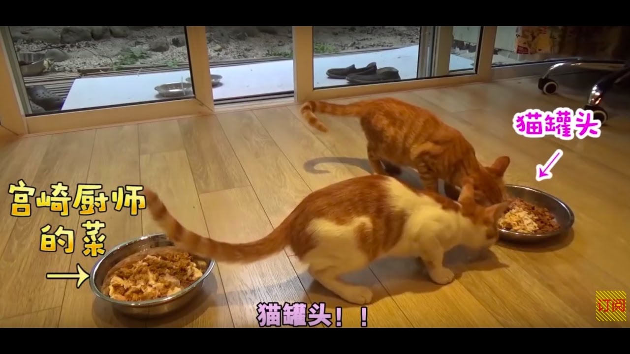 大廚的料理VS貓罐頭【宮崎壮玄的 WILD COOKING】 （オリジナル料理vs猫缶！選ばれるのはどっち？）