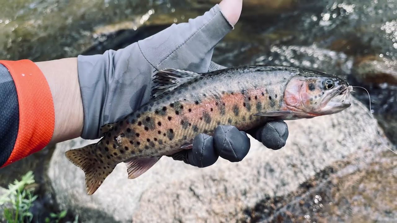Eastern Sierra Roadside Fishing