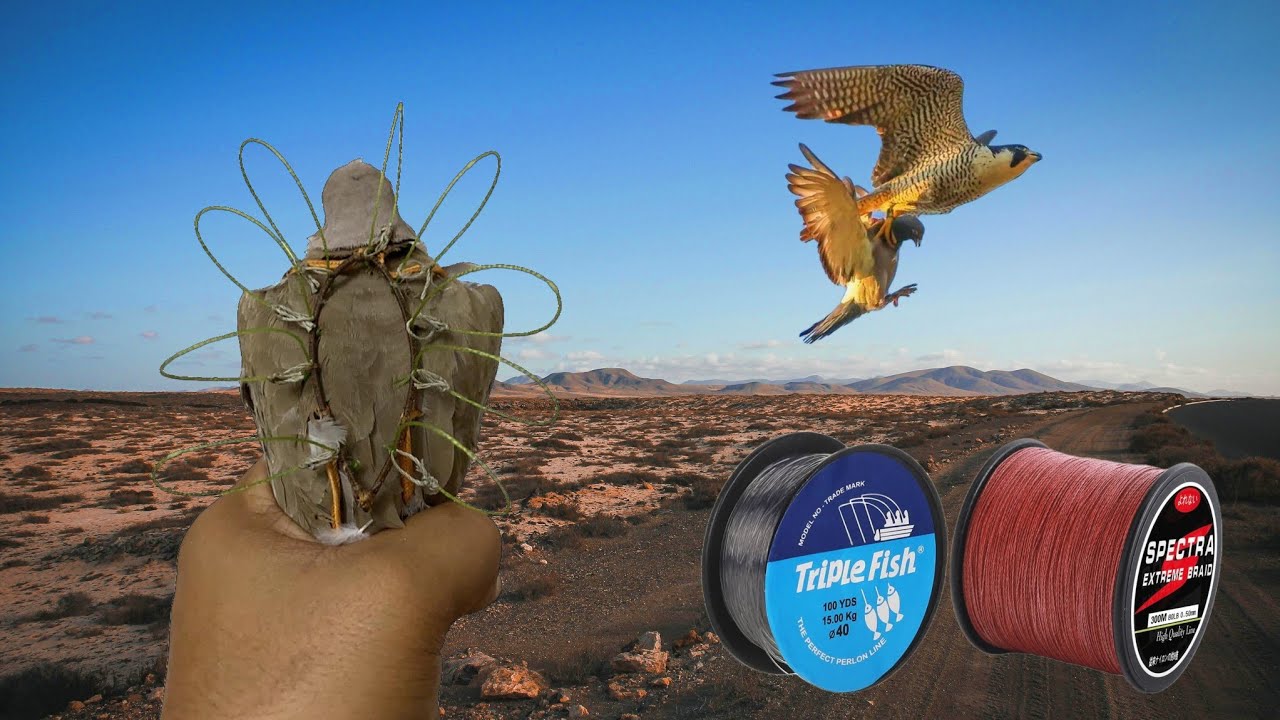 how to make a snare to hunting peregrine falcon / easy way
