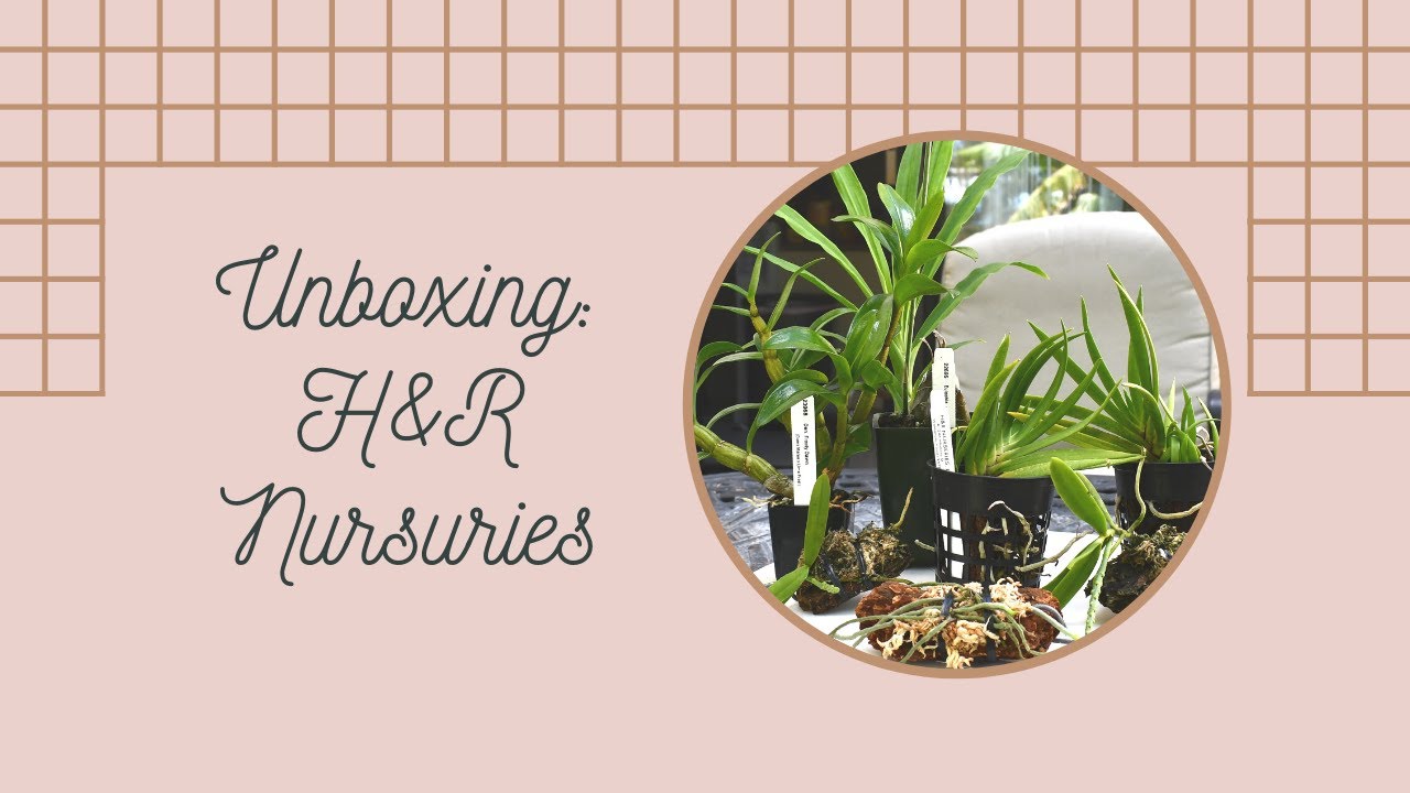 Episode 22: Unboxing Orchid Haul from H&R Nursuries