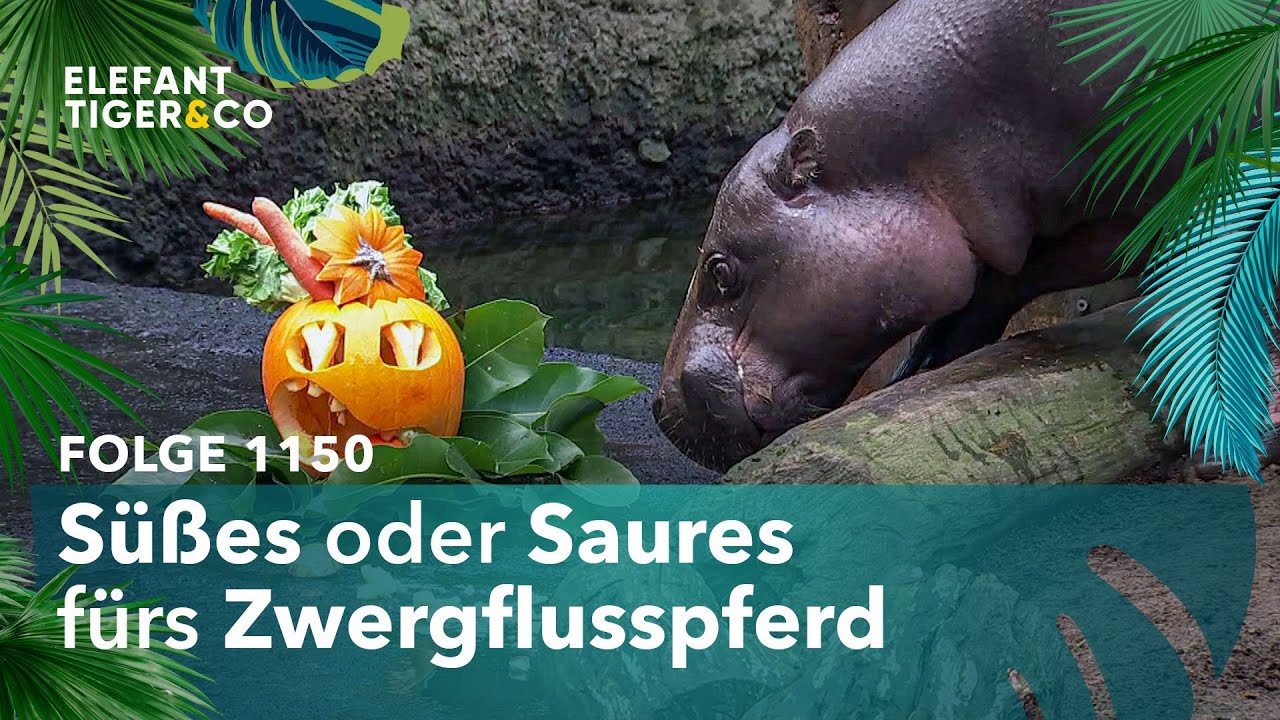 Vorfreude auf Halloween im Zoo Leipzig (Folge 1150) | Elefant, Tiger & Co. | MDR