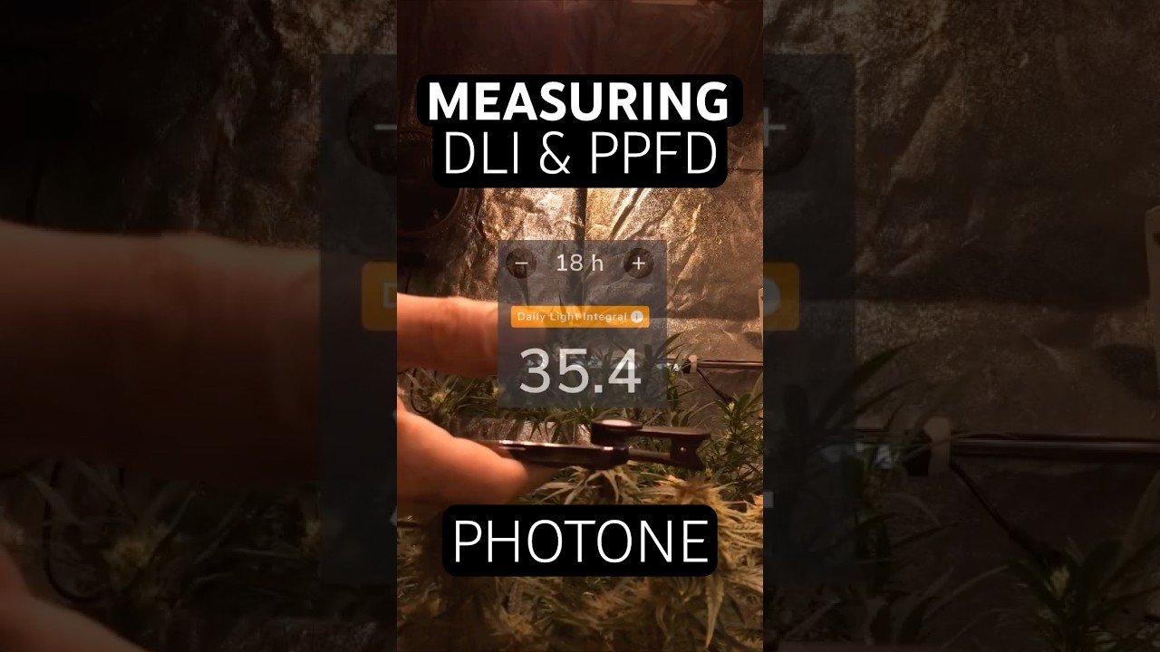 Measuring PPFD using Photone App & DLI Chart for Autoflower Cannabis