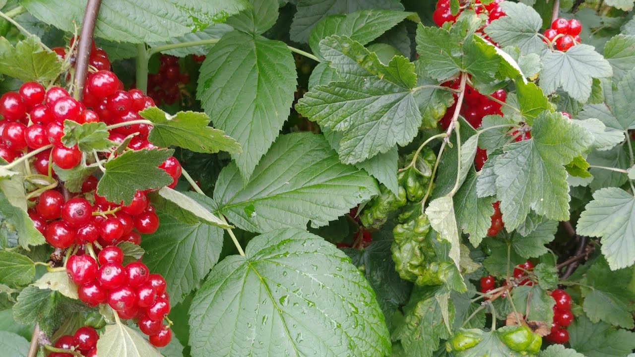 #ogródwarzywny Ogródek pełen marzeń 🍓🥒🐓🌼🌻 zmiana nie do poznania 🌞🌻 ogórki jabłka porzeczka pomidor