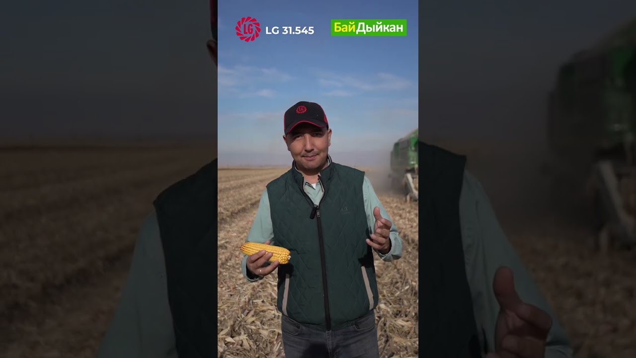 🌽1 гектардан 14 тоннадан жогору түшүм