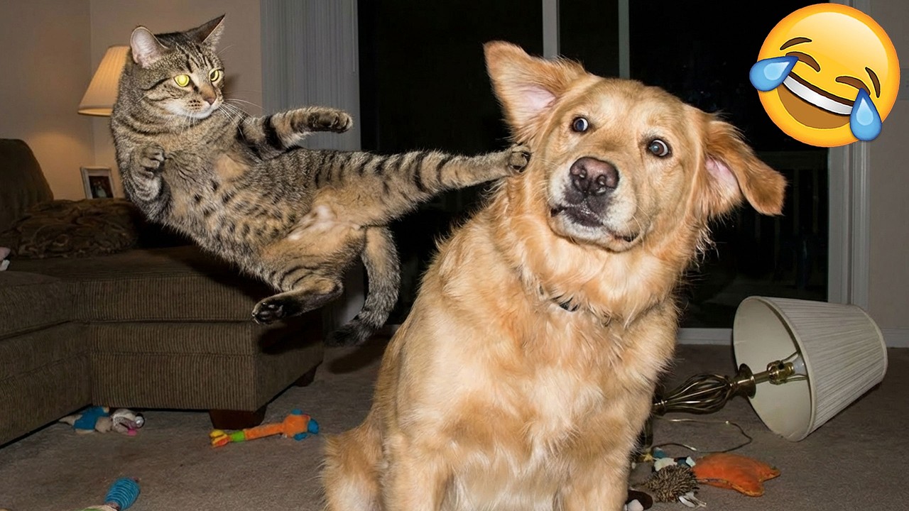 Смеешься — проигрываешь 😹🤣 Самые смешные собаки и кошки 2026 года 😹 Часть 5
