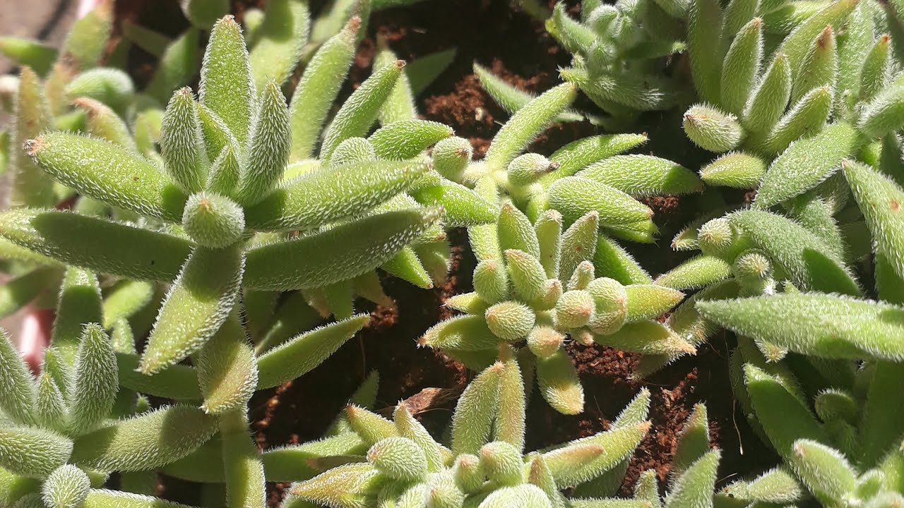 Crassula Mesembriante Moides/Sukulent Budama , bakım , gençleştirme.