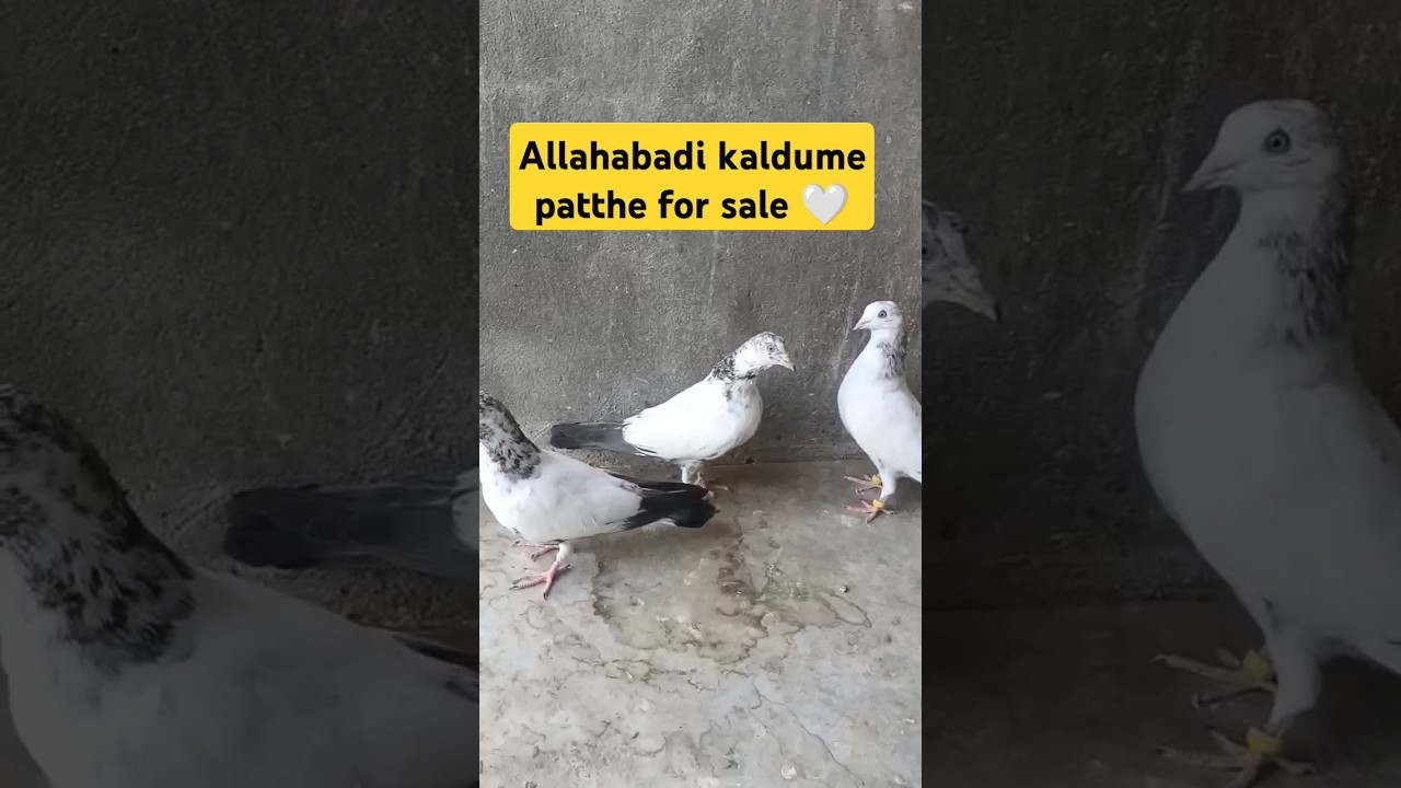 Allahabadi kaldume patthe for salle // best quality ke highflyer kaldume kabootar #kaldume #kabootar