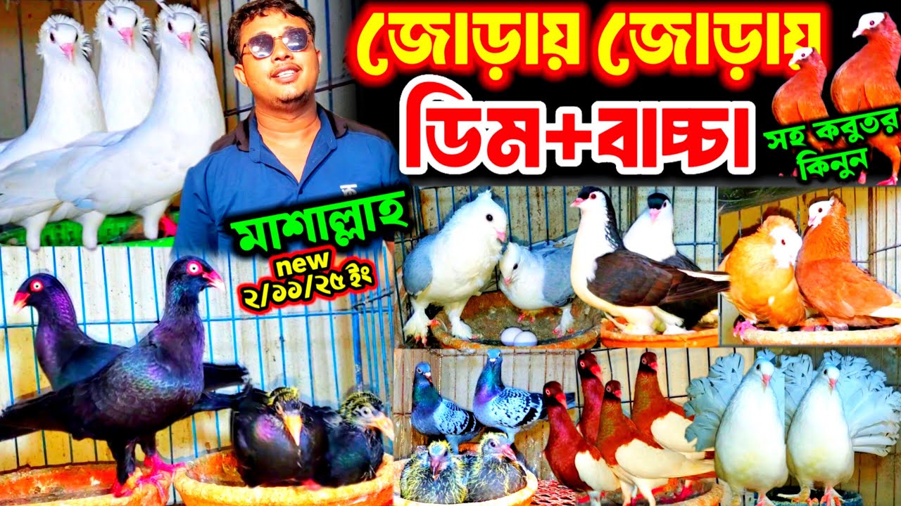 উরাধুরা অফারে ৩০০ টাকা পিস | ডিম+বাচ্চা পানির দামে কবুতর কিনুন | বুম্বাই লাহরি ও ড্যানিশ কবুতর |