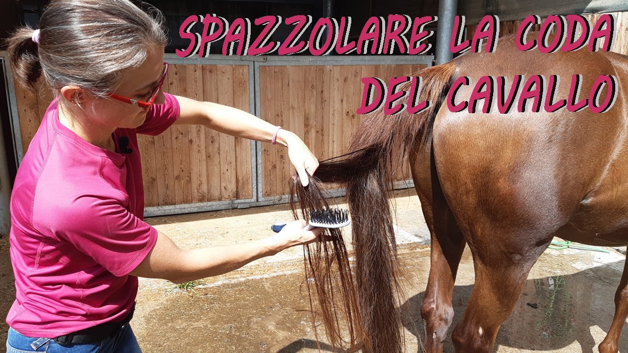 Come spazzolare la coda del cavallo