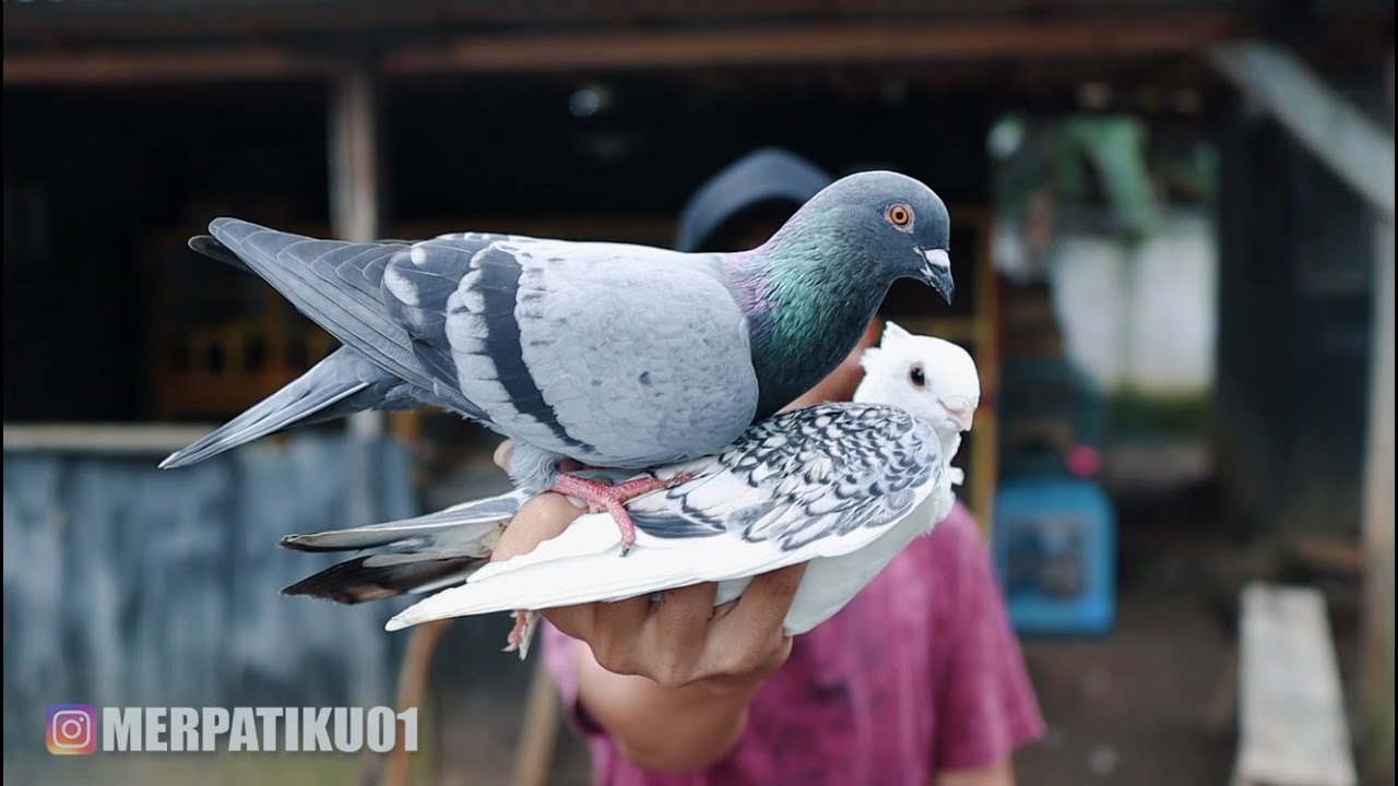 MERPATI BIASA GIRING SAMA MERPATI HIAS