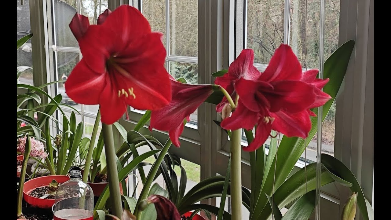 Моє підвіконня з гіпеаструмами 🌱 Хто цвіте, хто готується, хто дивує