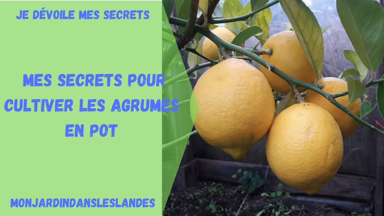 Mes secrets pour cultiver les agrumes en pot - Monjardindansleslandes