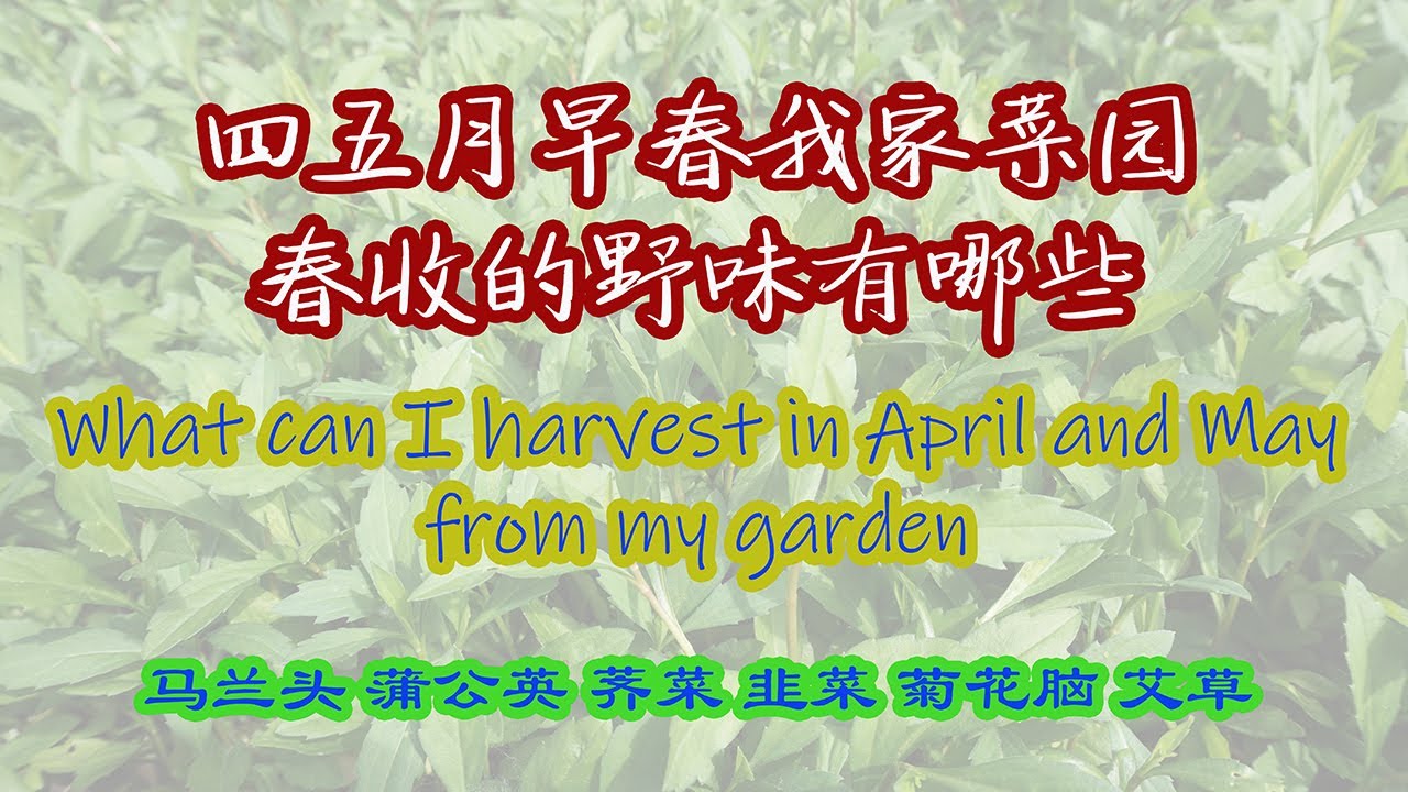 四, 五月北美6区菜园子春收的野味, 蒲公英荠菜的区别, What harvest in April and May from my garden