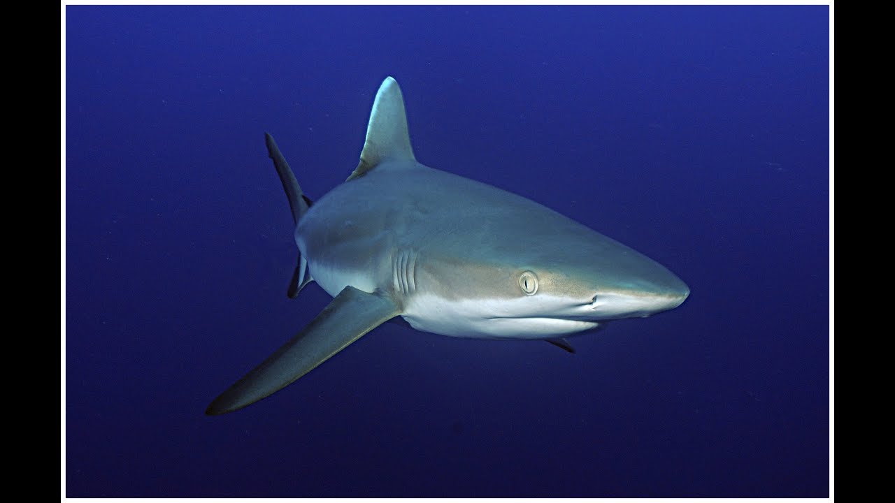 Scuba Diving Seychelles : Best of Atoll Divers with Dive explorer Cruise Boat