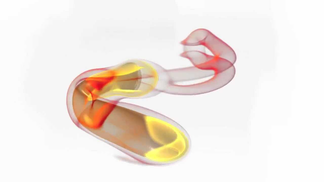 Simulation of a larval zebrafish performing a C-start rev
