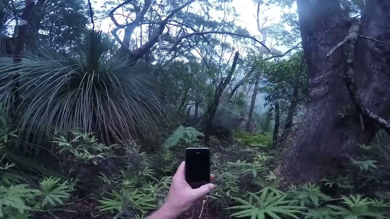Yowie Jumps Between Two Trees On Top Of The Mountain