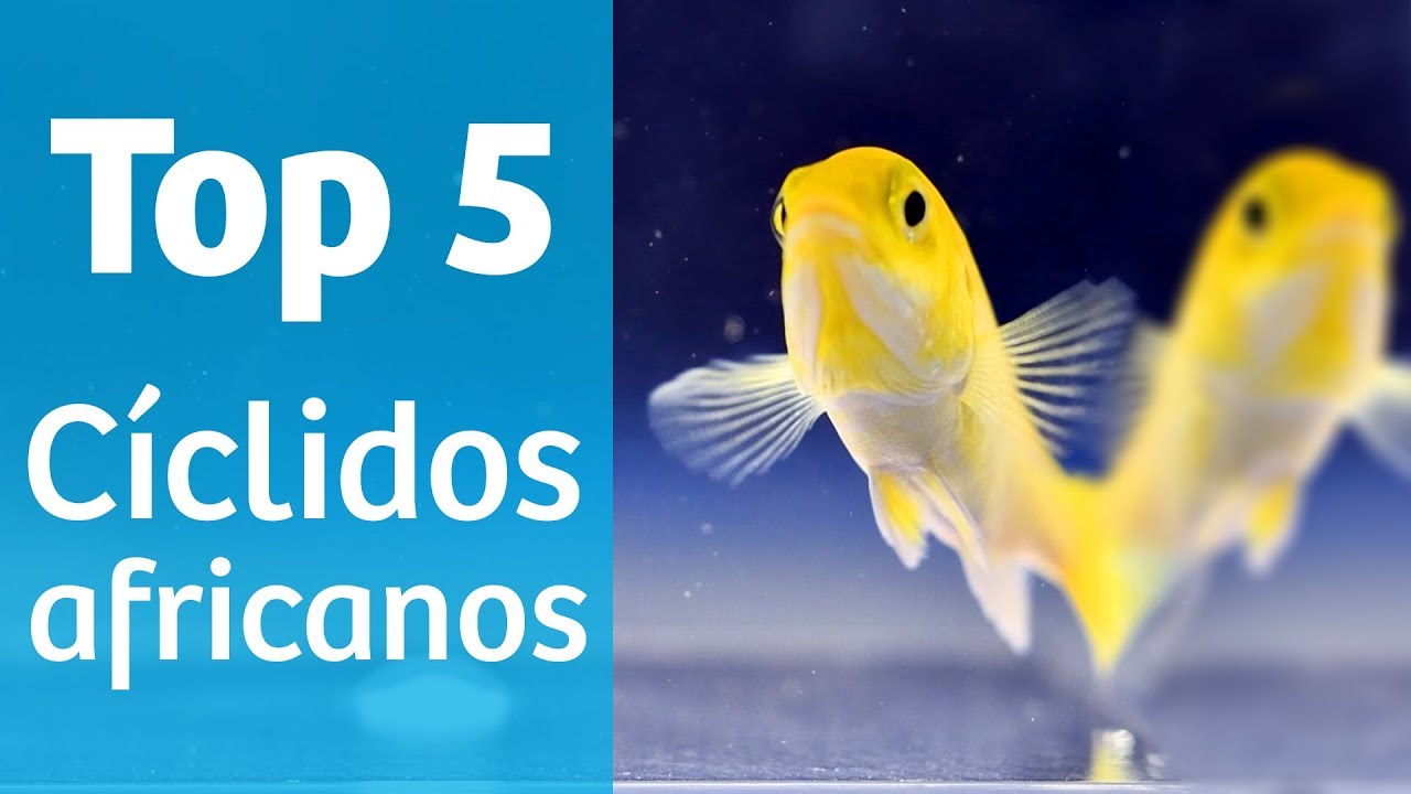 TOP 5 CÍCLIDOS AFRICANOS 5️⃣💦