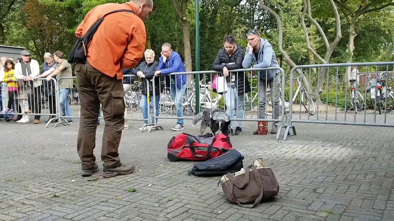 De Hondenacademie Demo Geurdetectie