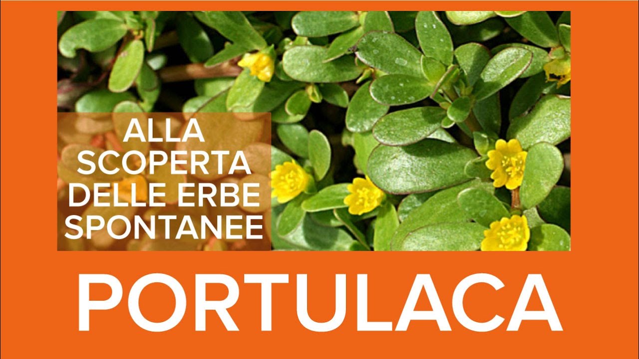 Portulaca: pianta spontanea tanto gustosa quanto ricca di vitamine e non solo.