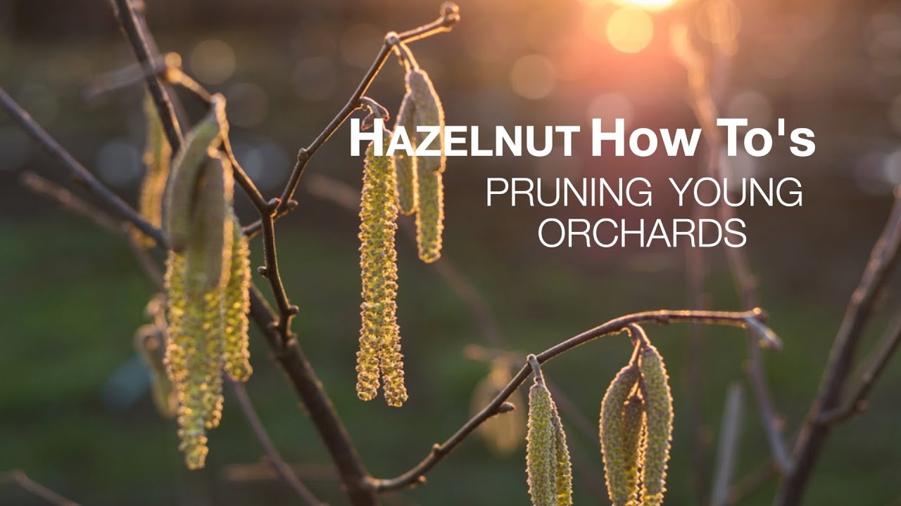 Pruning young Jefferson hazelnut trees