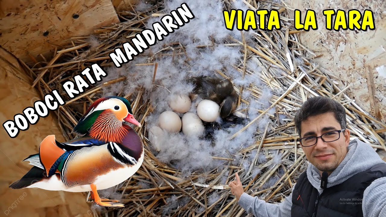 Viața la țară ❤ A scos bobocei a doua rață Mandarin #amintiri2021 #viatalatara