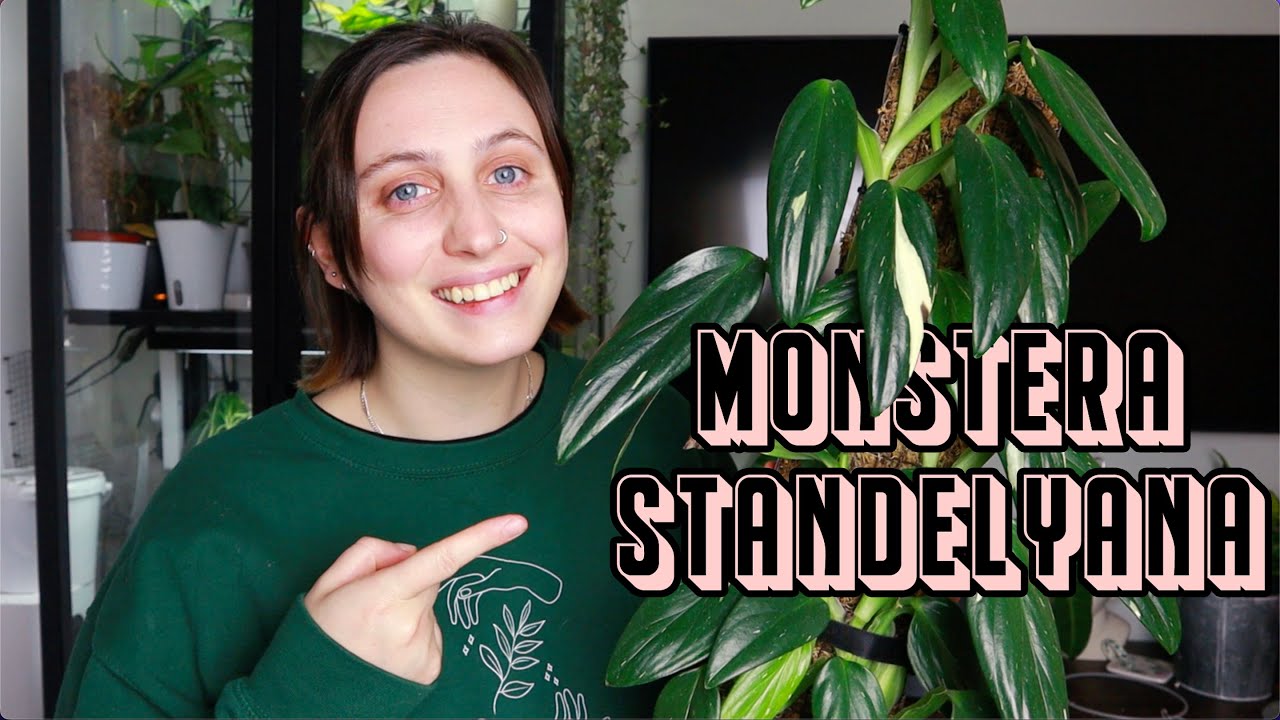 how to keep MONSTERA STANDELYANA happy 🪴 philodendron cobra care