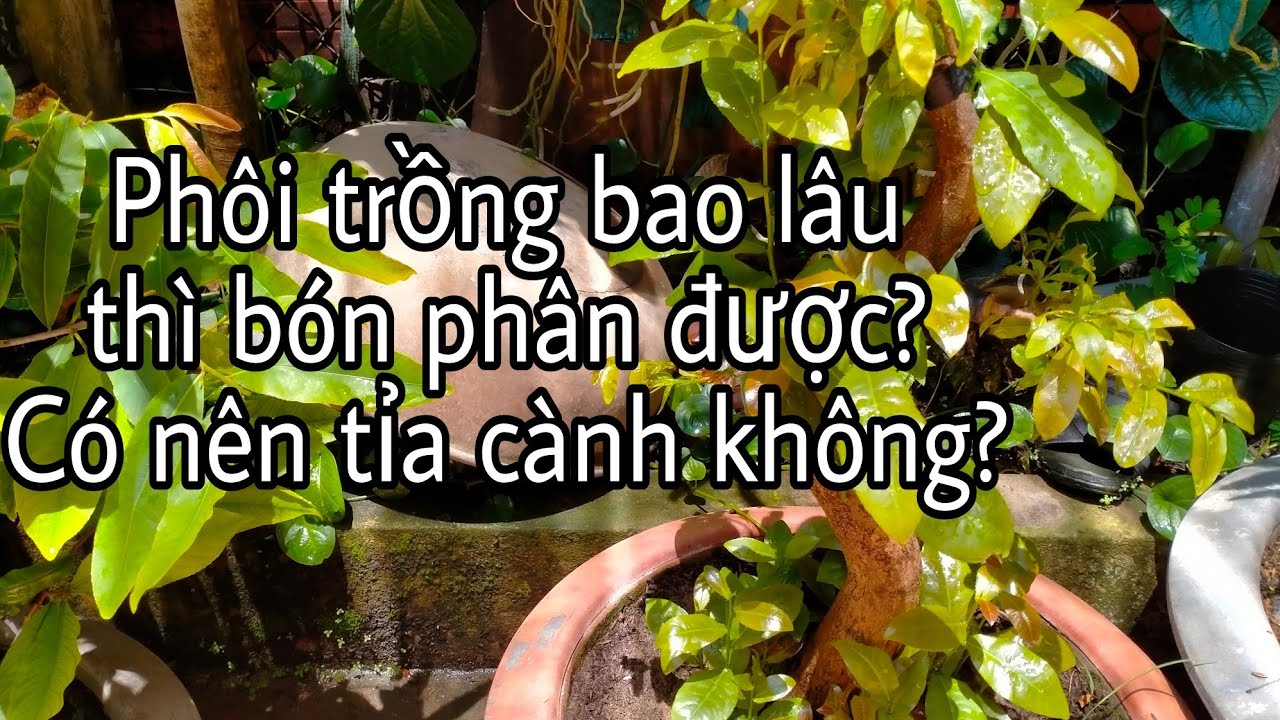 Trồng ph&ocirc;i mai bao l&acirc;u th&igrave; b&oacute;n ph&acirc;n được?
