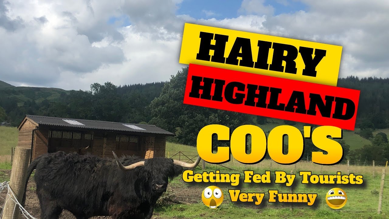 Hairy Scottish Cows at The Trossachs Woollen Mill