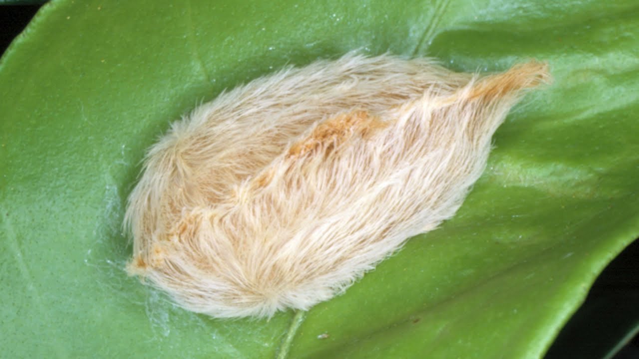 Stinging Caterpillars in Florida