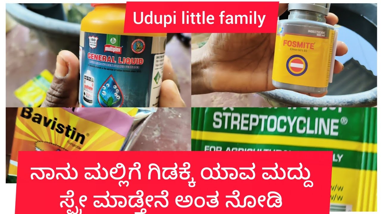 ಮಲ್ಲಿಗೆ ಗಿಡಕ್ಕೆ ನಾನು ಸ್ಪ್ರೇ ಮಾಡ್ತಿರೋ ಮದ್ದು ಯಾವುದೆಂದರೆ 