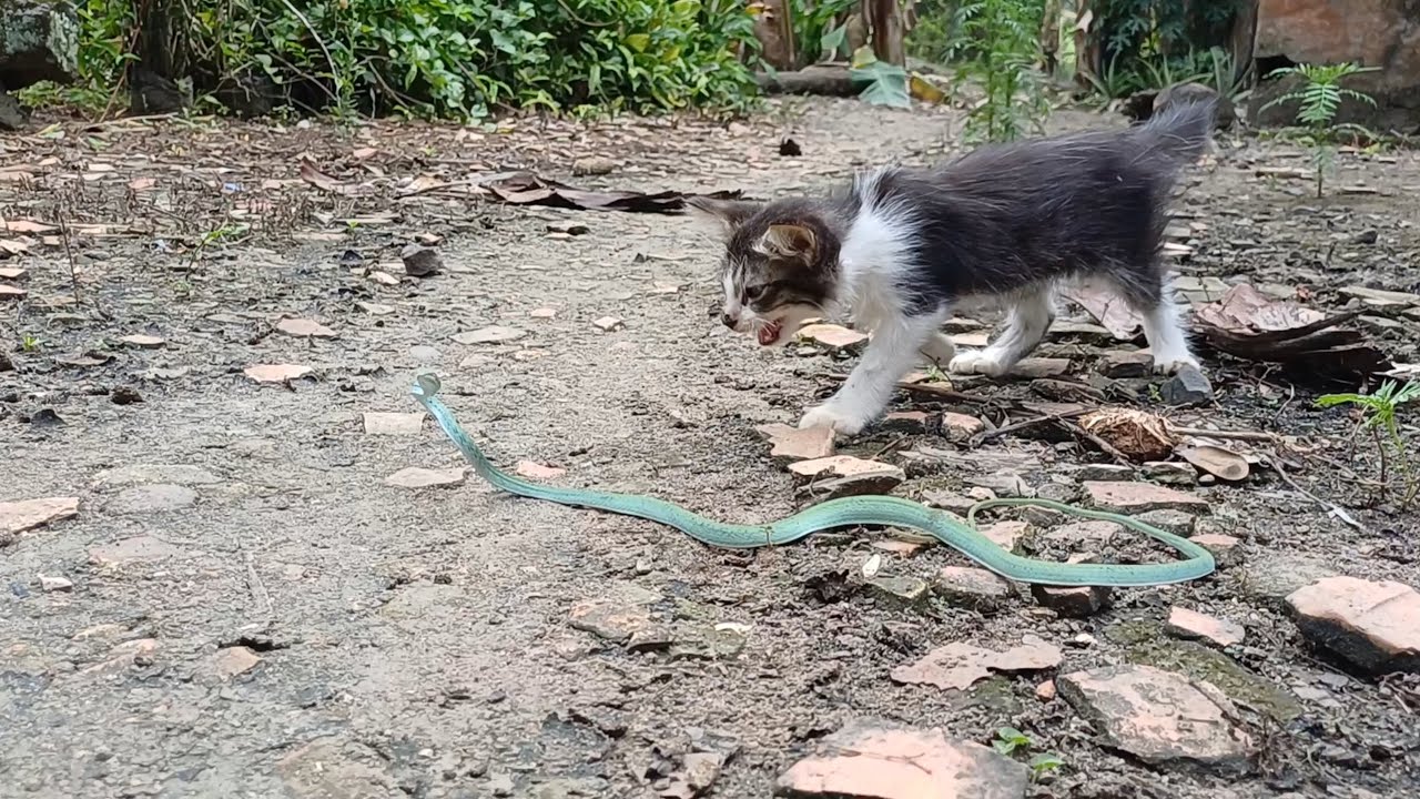 KUCING NGAMUK 