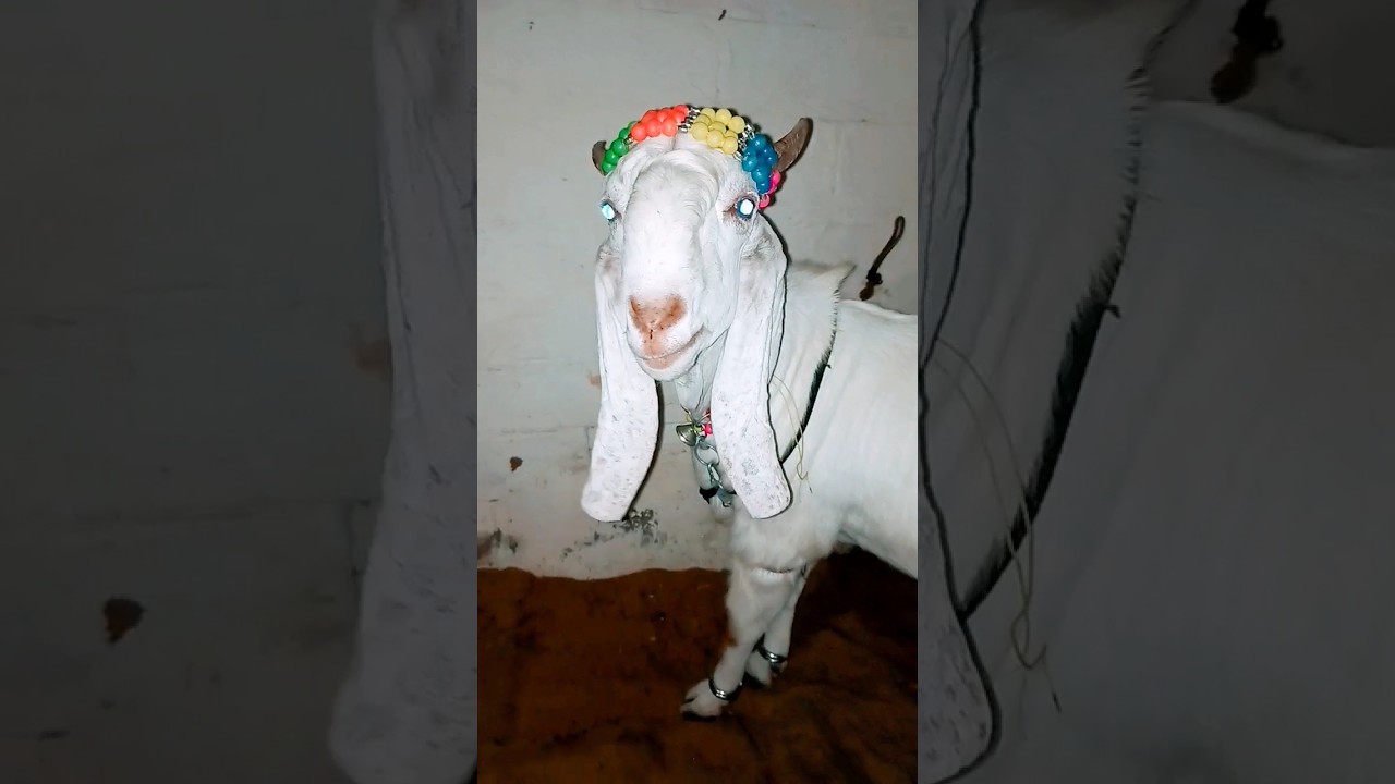 Cutest Goat 🐐 white bakra #goat #bakra #shorts #youtubeshorts