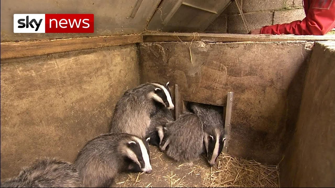 Campaigners call for end to badger cull