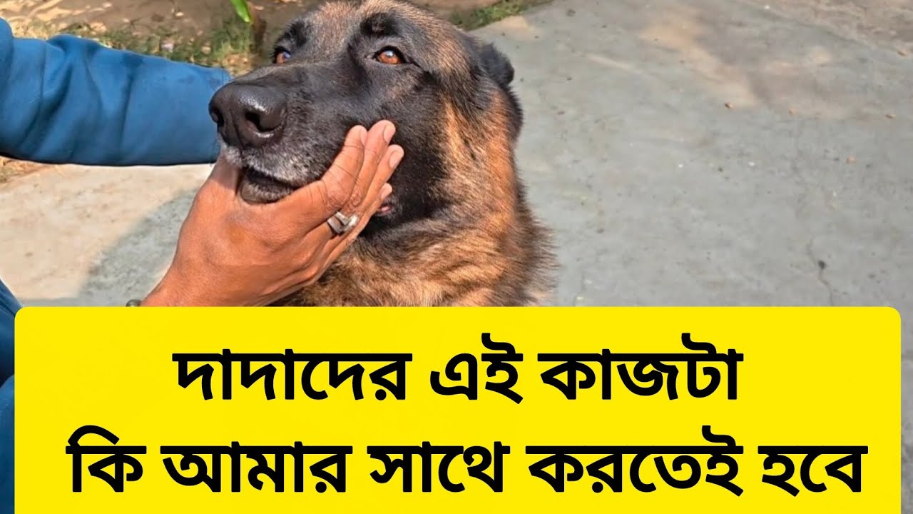 এই কাজটা কি আমার সাথে করতেই হবে 🙄 || German Shepherd Paws Hair Tream 🐾 || dog video 
