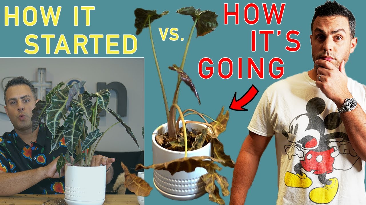 Alocasia Polly: How It Started Vs. How It's Going! Dead, Alive or Dormant. Alocasia How-to Diagnosis
