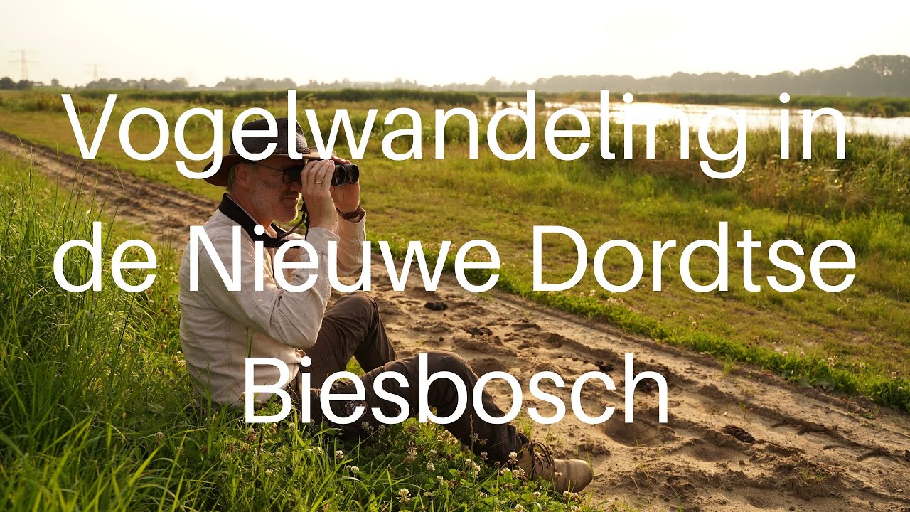 Vogels kijken in de Nieuwe Dordtse Biesbosch / Birdwatching in the New Biesbosch #408