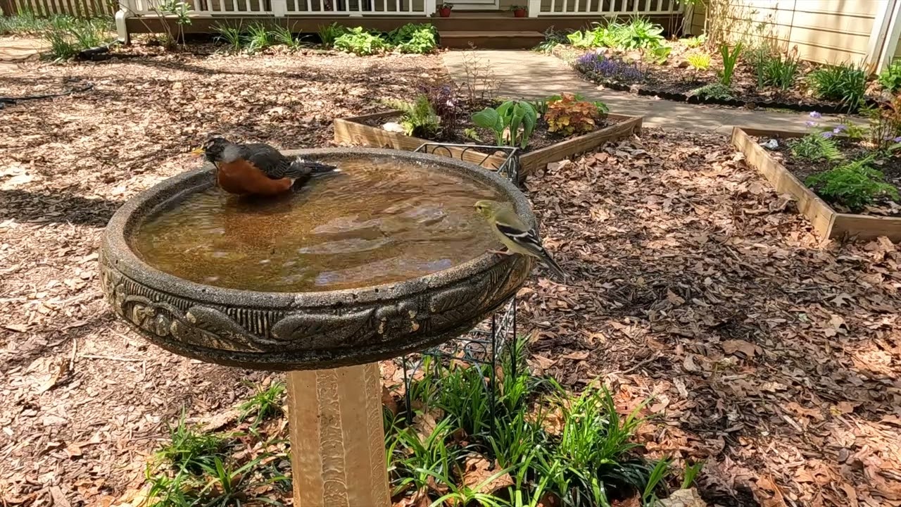 tufted titmouse, robin, house finches, and goldfinches