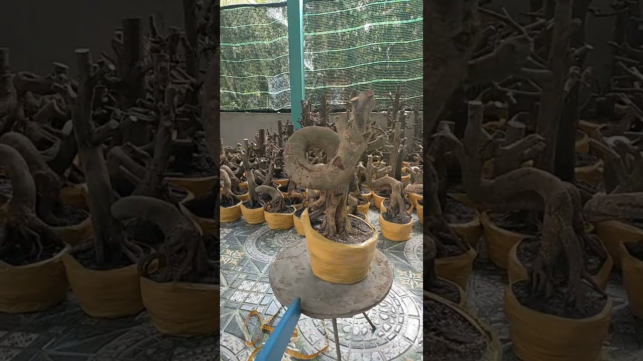 mai vàng bonsai 0345217821
