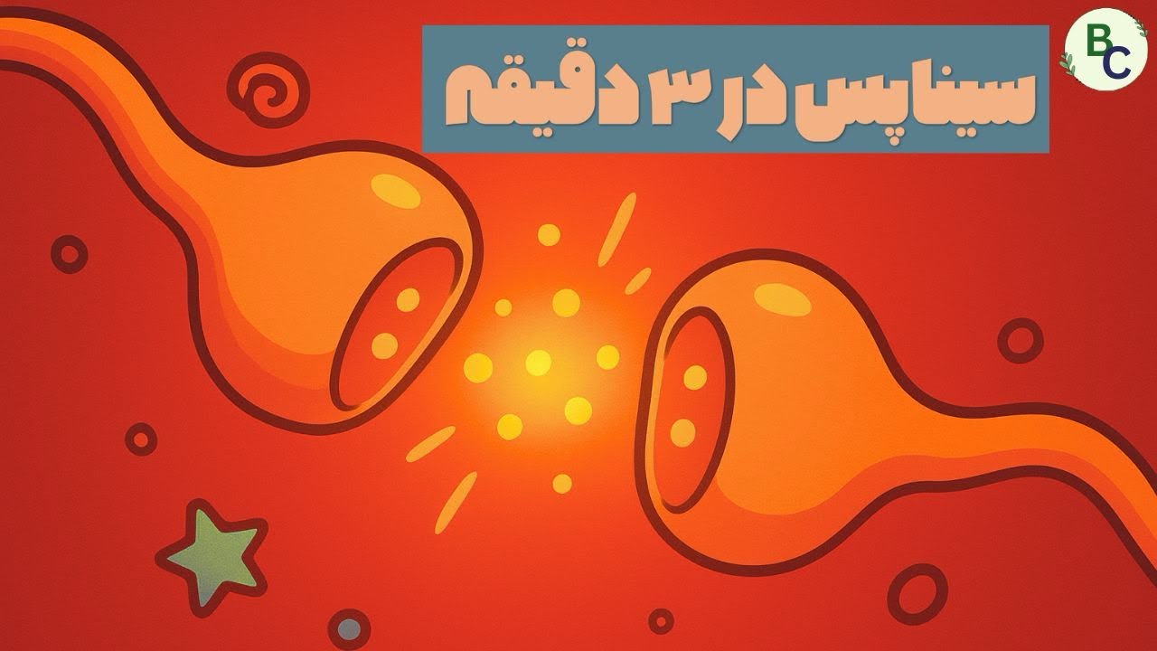 سیناپس چیست ؟ | وقتی نورون ها باهم حرف میزنن 🧠