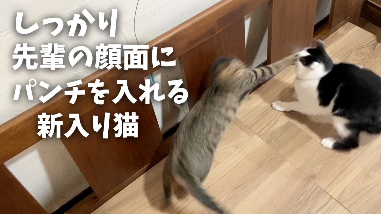 【圧倒的オーラ】新入り保護猫が最年長猫に腰抜かす...