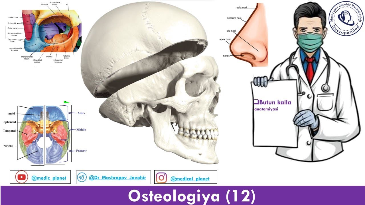Cranium Fossa temporalis Fossa infratemporalis Fossa pterygopalatina Orbita Cavum nasi Concha nasii